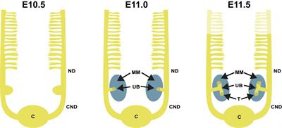 Regulation of Renal Differentiation by Trophic Factors